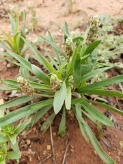 Plantago wrightiana