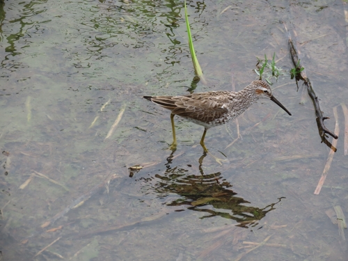 Correlimos zancolín (Calidris himantopus)