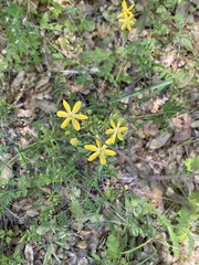 Calochortus monophyllus