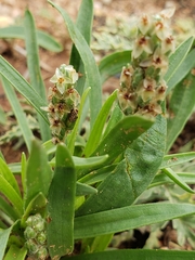 Plantago wrightiana
