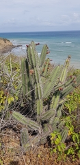 Armatocereus cartwrightianus