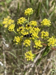 Calochortus monophyllus