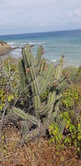Armatocereus cartwrightianus