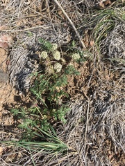 Cymopterus glomeratus glomeratus