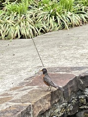Turdus migratorius