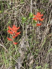 Castilleja subinclusa