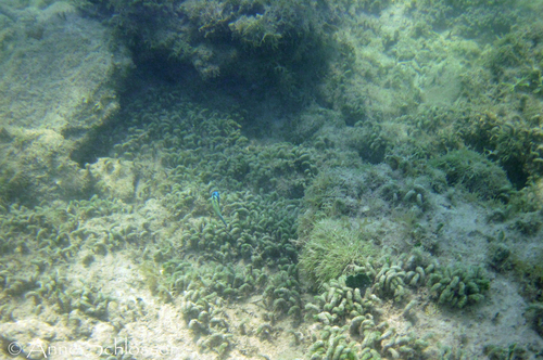 Cayo Morrillo