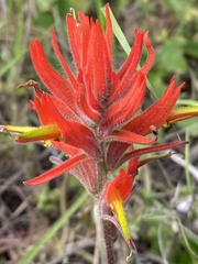 Castilleja subinclusa