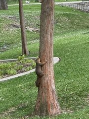 Sciurus niger
