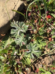Delphinium hansenii hansenii