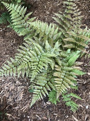 Dryopteris
