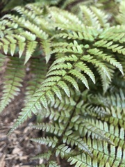 Dryopteris