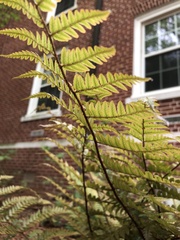 Dryopteris