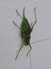 Lluciapomaresius anapaulae