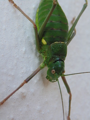 Lluciapomaresius anapaulae