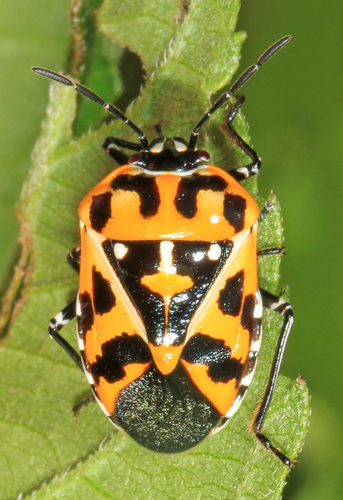 Pentatominae