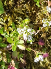 Cochlearia danica