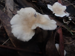 Clitocybe semiocculta