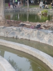 Columba livia domestica