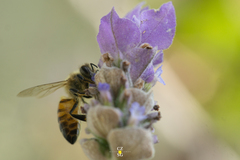 Apis mellifera