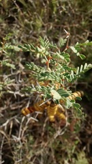 Prosopis strombulifera