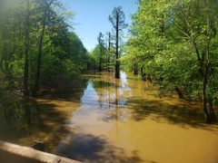 Etheostoma proeliare