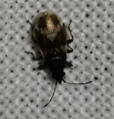 Oxycarenus modestus