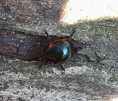 Chrysolina rossia