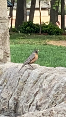 Turdus migratorius
