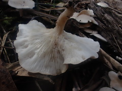 Clitocybe semiocculta