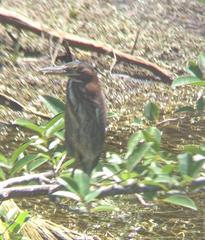 Butorides virescens image