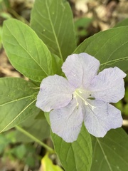 Ruellia blechum