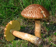 Leccinellum rugosiceps