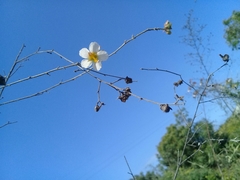 Kosteletzkya depressa