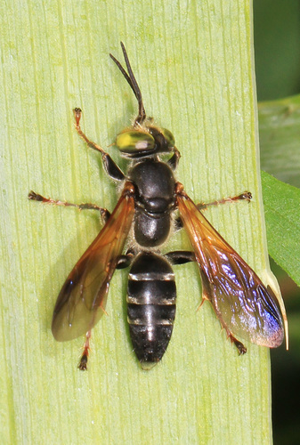 Tachytes guatemalensis photo 4