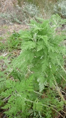 Artemisia afra