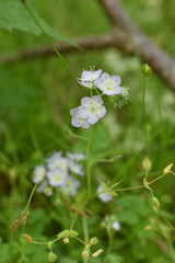 Phacelia dubia
