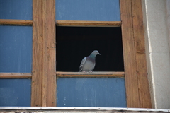 Columba livia