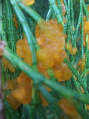 Gymnotelium blasdaleanum