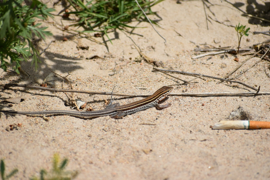 Orange-throated Whiptail from Chollas Lake Park, San Diego, CA, US on ...