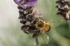 Apis mellifera