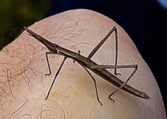 Microcoema acuminata