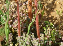 Oscularia deltoides