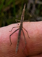 Microcoema acuminata