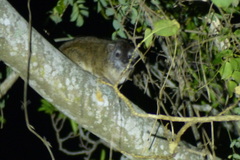 Dendrohyrax arboreus