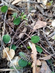 Chenopodium allanii