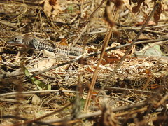 Aspidoscelis scalaris