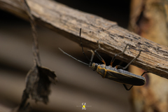 Stenomacra marginella