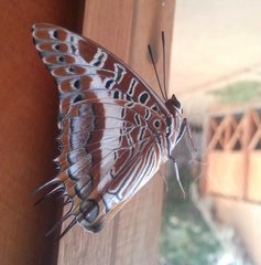 Charaxes andara