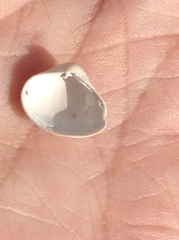 Varicorbula limatula